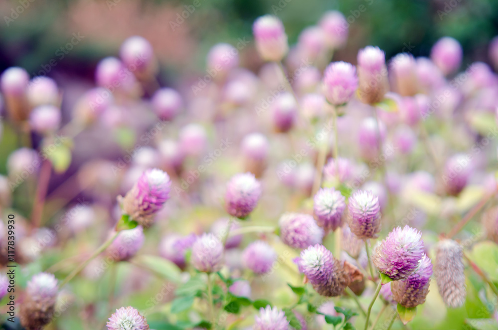 Globe Amaranth Flower with selective focus and blurred backgroun Globe Amaranth Flower with selective focus and blurred backgroun