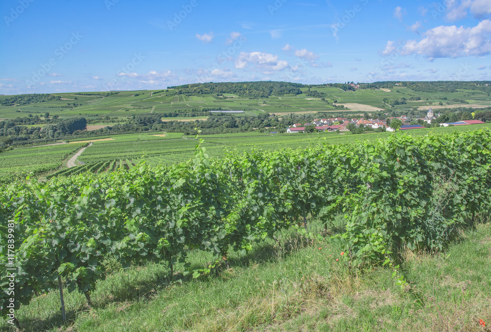 Weinort Grosswinternheim bei Ingelheim in der Weinregion Rheinhessen,Rheinland-Pfalz,Deutschland