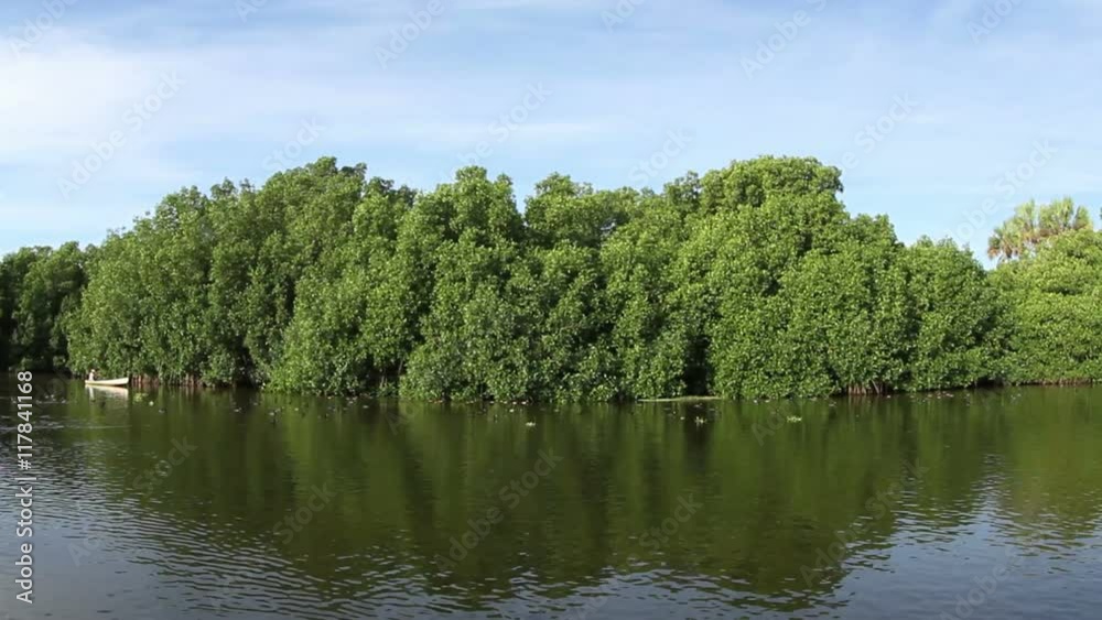 boat ride through a lagoon full of birds boat ride through a lagoon full of birds
