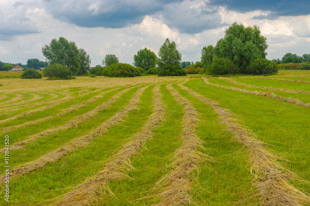 Summer landscape with rows of mown hay on a water-meadow in Poltavskaya oblast, Ukraine