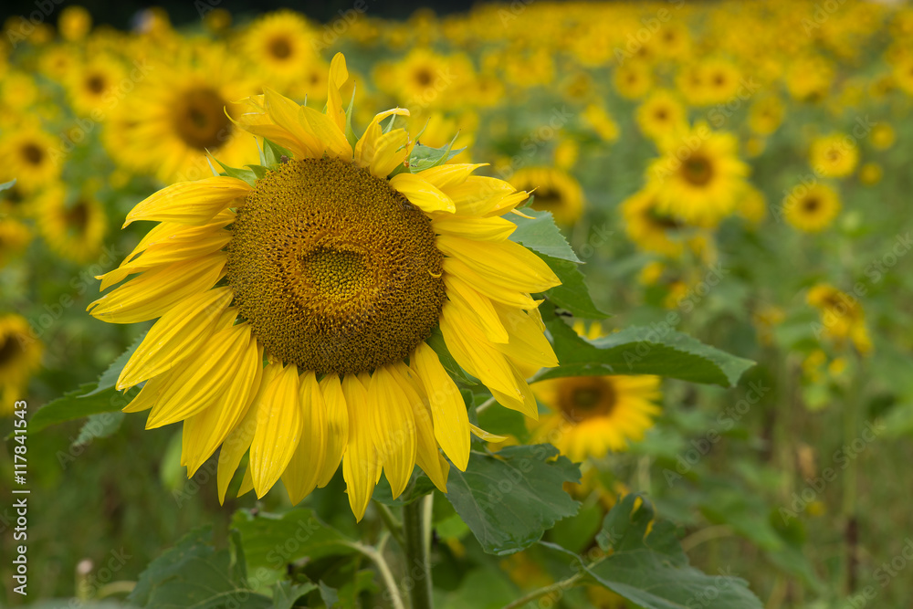 Sonnenblumen Sonnenblumen