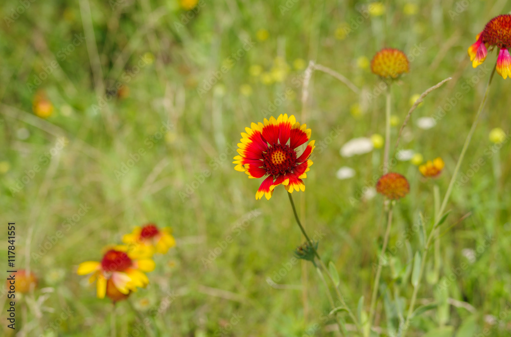 Wild field with beautiful Indian blanket flowers at summer season Wild field with beautiful Indian blanket flowers at summer season