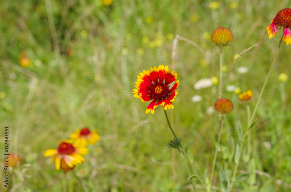 Wild field with beautiful Indian blanket flowers at summer season