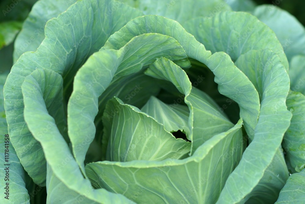 Fototapeta premium close-up of cabbage