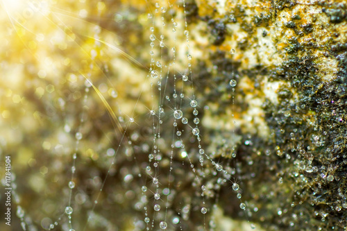 Close-up of cobweb with dew.