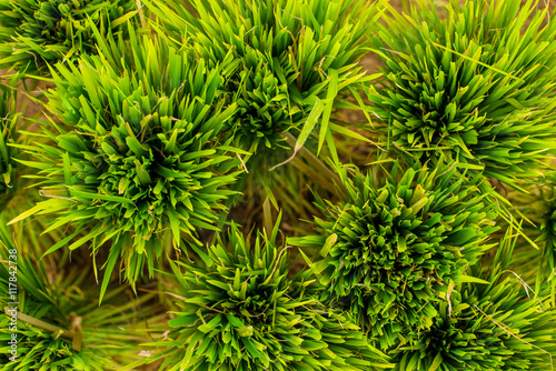 The rice sprouts in the nursing plantation are prepared for transplanting in the field.