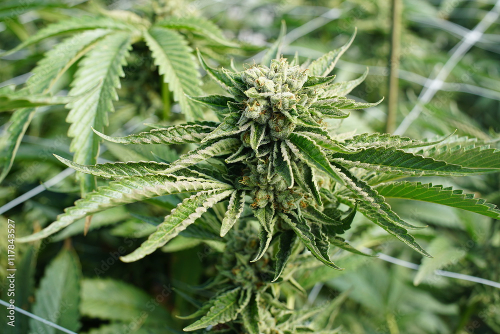 Cannabis Budding Flowers Ready For Harvest in a Grow Operation Cannabis Budding Flowers Ready For Harvest in a Grow Operation