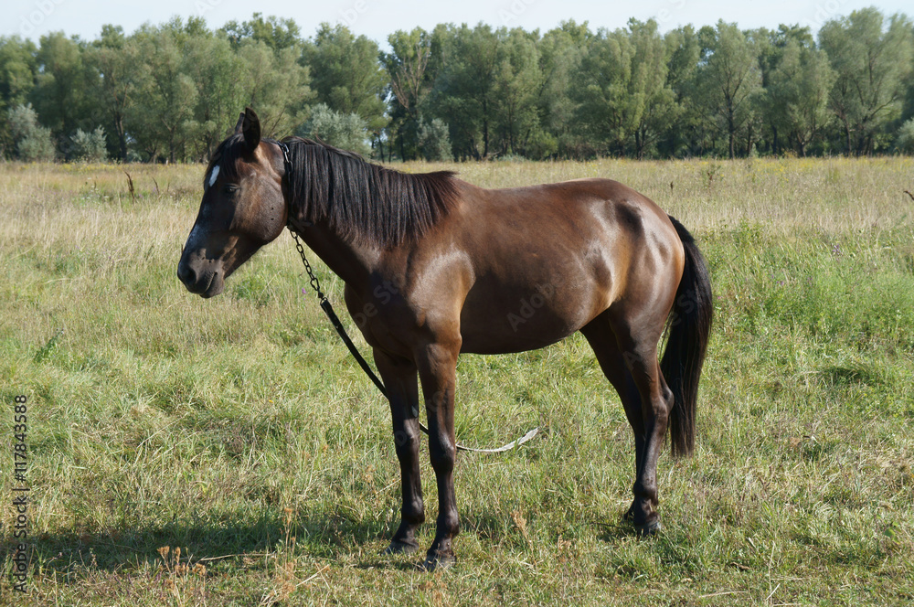 Chestnut (bay) horse with a white spot on his forehead grazing i Chestnut (bay) horse with a white spot on his forehead grazing i