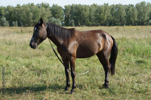Chestnut (bay) horse with a white spot on his forehead grazing i