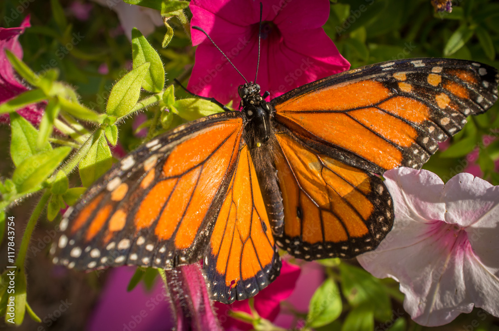 Closeup Monarch Butterfly