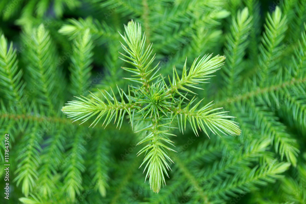 Green pine leaves