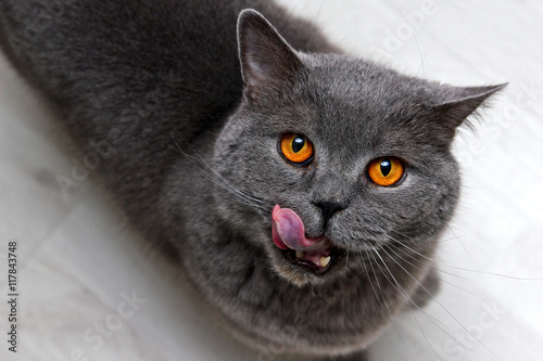 Tableau sur toile A fussy cat is hungry :)