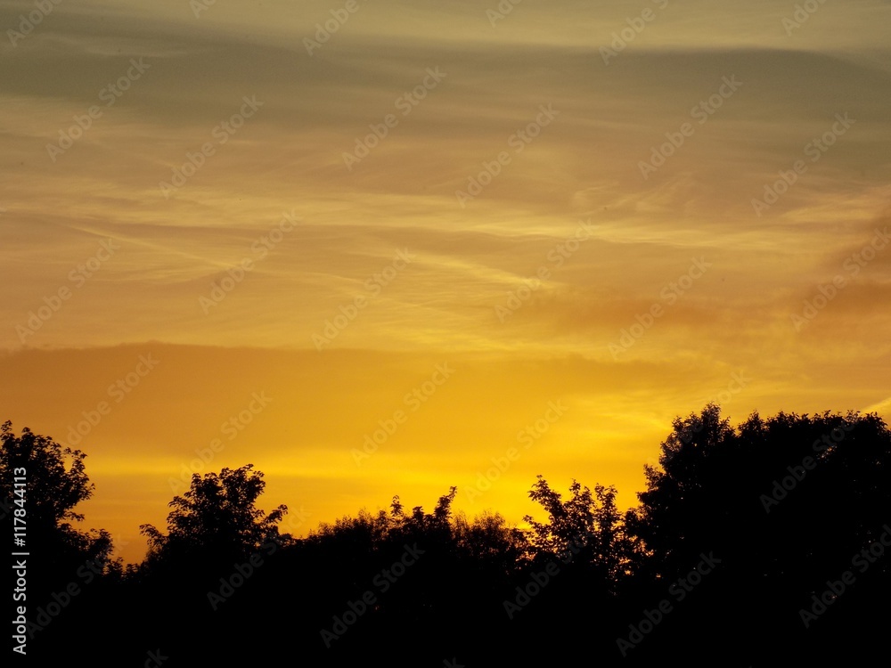 Sunset and deciduous forest