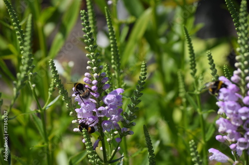 Lupinen  photo