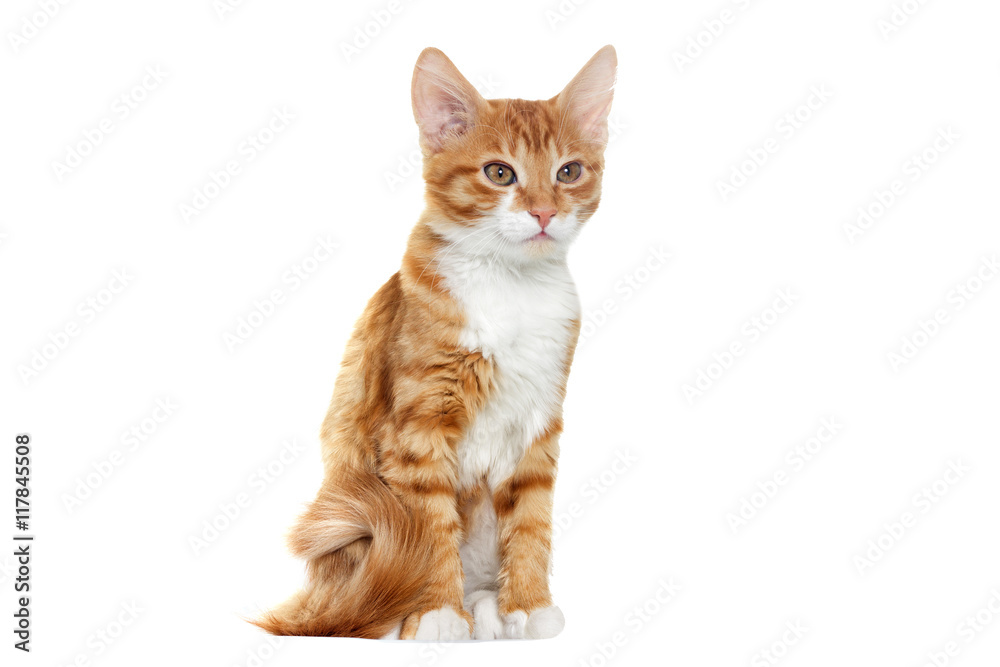Fototapeta premium red cat looks at a white background