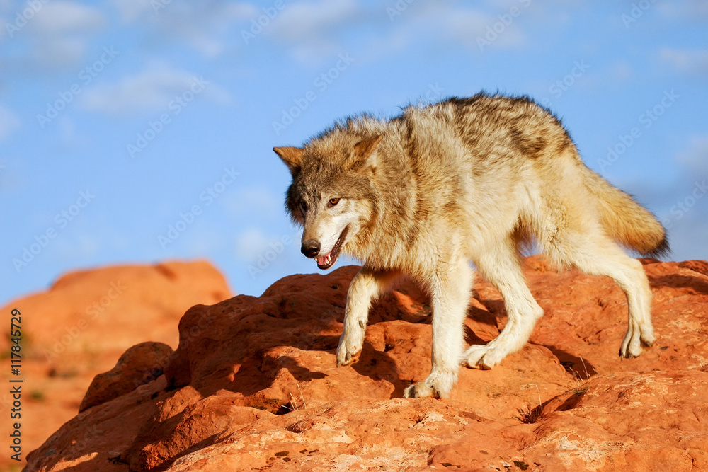 Fototapeta premium Gray wolf (Canis lupus)