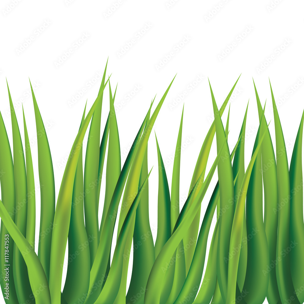 Fototapeta premium Greeng grass on white background. Vector illustration.