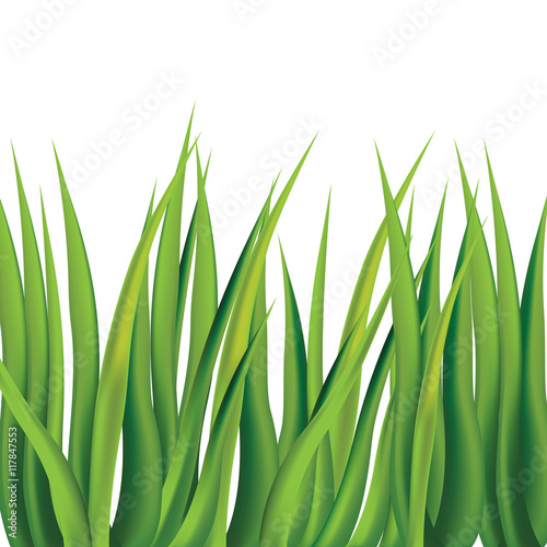 Greeng grass on white background. Vector illustration.