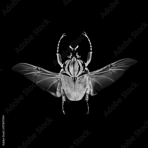 Insect in negative & black and white