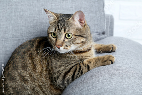 Fototapeta Naklejka Na Ścianę i Meble -  Beautiful cat on the grey sofa, close up