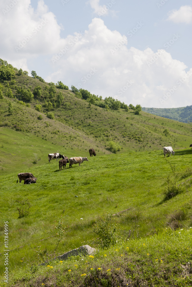 Buzau - Romania - Summer time in country side Buzau - Romania - Summer time in country side