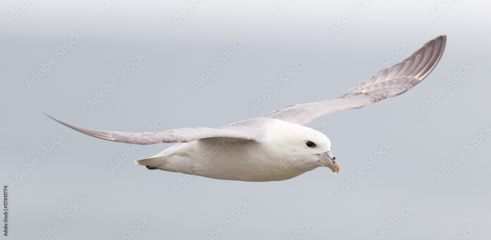 Fototapeta premium Fulmar, Fulmarus glacialis