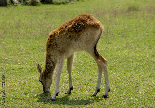 small deer grazed in a meadow . close up