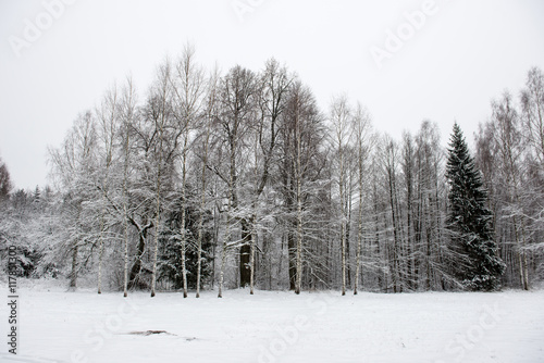 panoramic view of snowy forest. far horizon