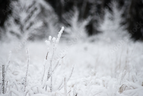 panoramic view of snowy forest. far horizon