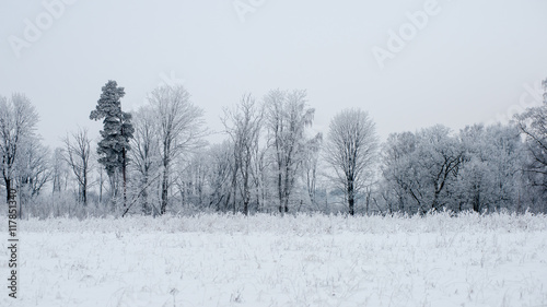 Wallpaper Mural panoramic view of snowy forest. far horizon Torontodigital.ca