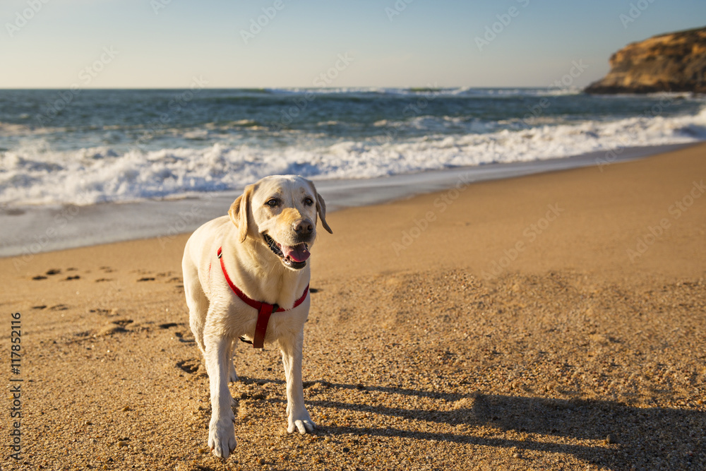 White Labrador playing in the beach; Concept for travel with pets