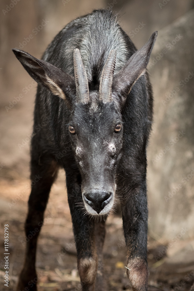 The serow