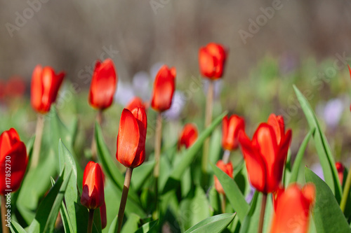 Group of red tulips in the park. Spring