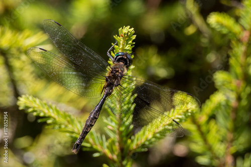 Brush-tipped Emerald Dragonfly
