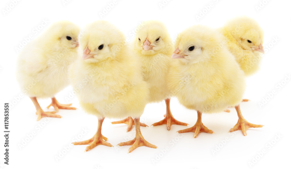 Five yellow chickens.