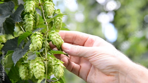 farmer inspects hop cones before the harvest, no sound, no camera movement
