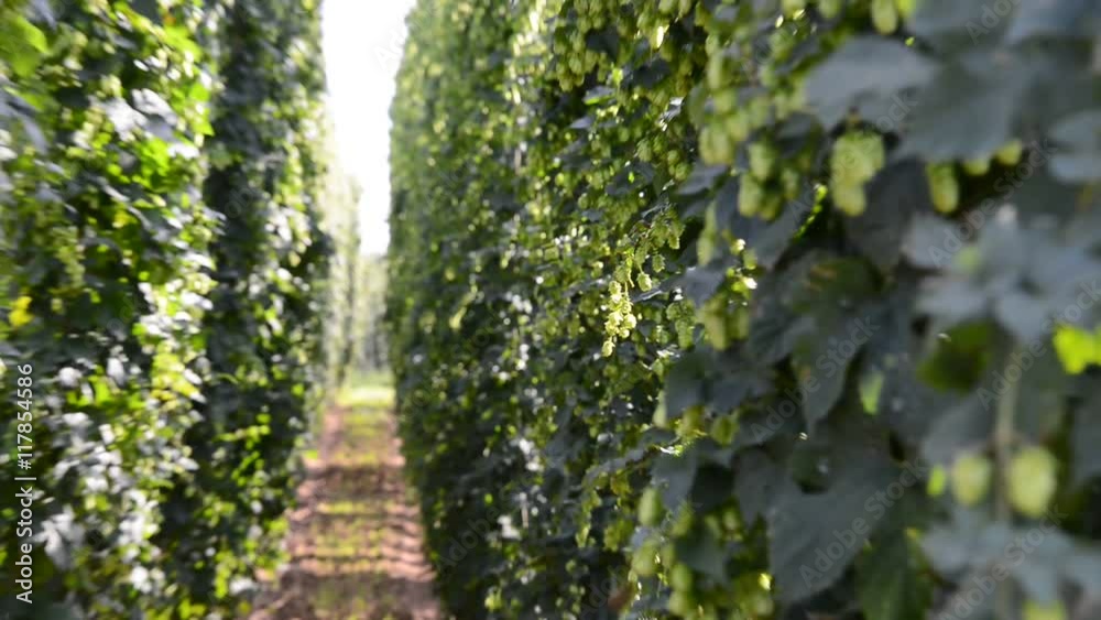 hop field before the harvest, Czech Hops,no sound, zoom out hop field before the harvest, Czech Hops,no sound, zoom out