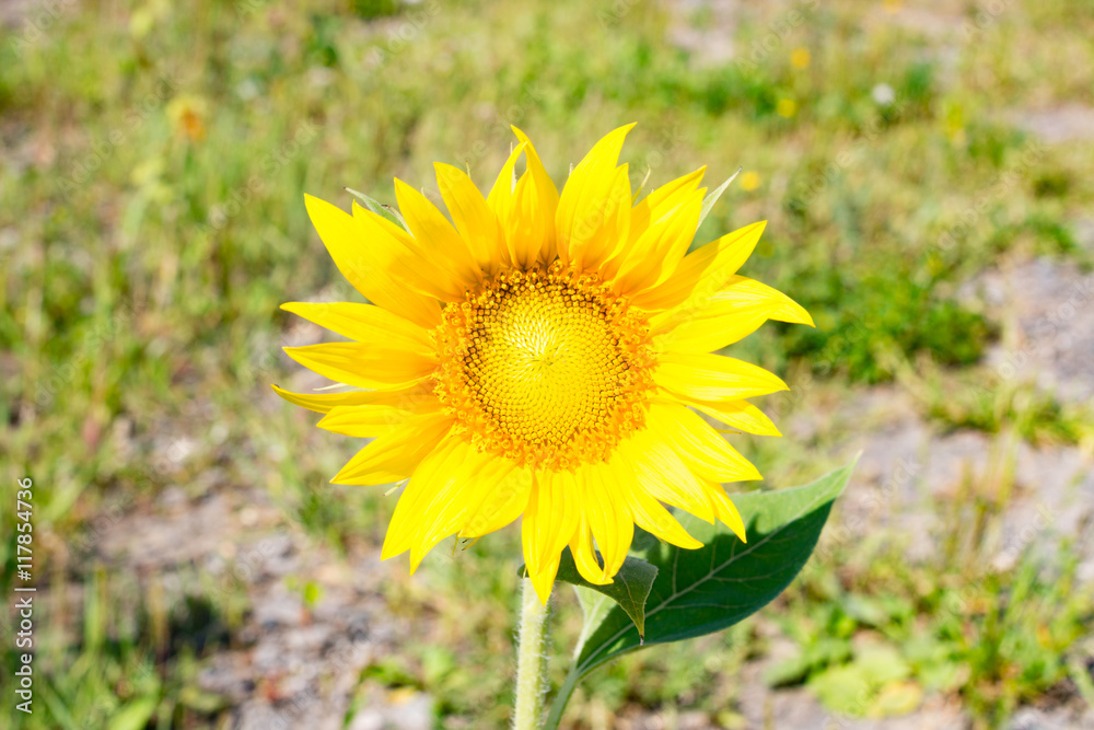 Fototapeta premium Opened flower sunflower summer day