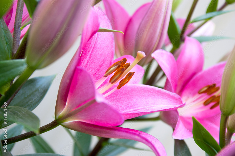 flower of a pink lily