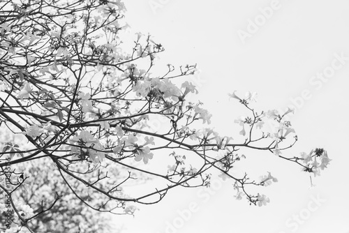 closeup flower it's name is Tabebuia aurea, A Beautiful Tabebuia aurea flower on ground,black and white color.