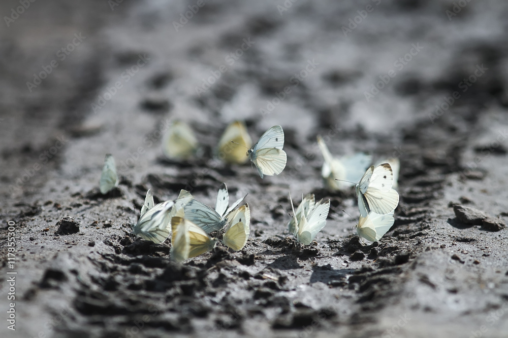 many white butterflies fluttering in the summer and sit on the dirty ground many white butterflies fluttering in the summer and sit on the dirty ground