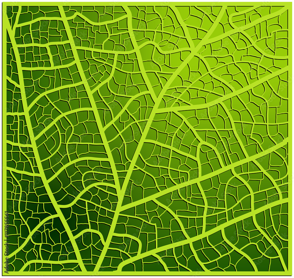 Fototapeta premium leaf texture, veins vector background design. Beautiful illustration ready to use