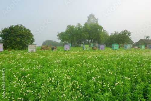 Shoot of foggy morning in apple orchard with beehives
