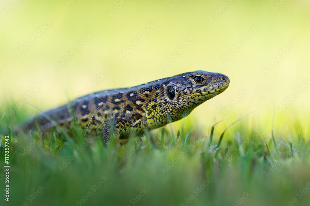 The sand lizard (Lacerta agilis) The sand lizard (Lacerta agilis)