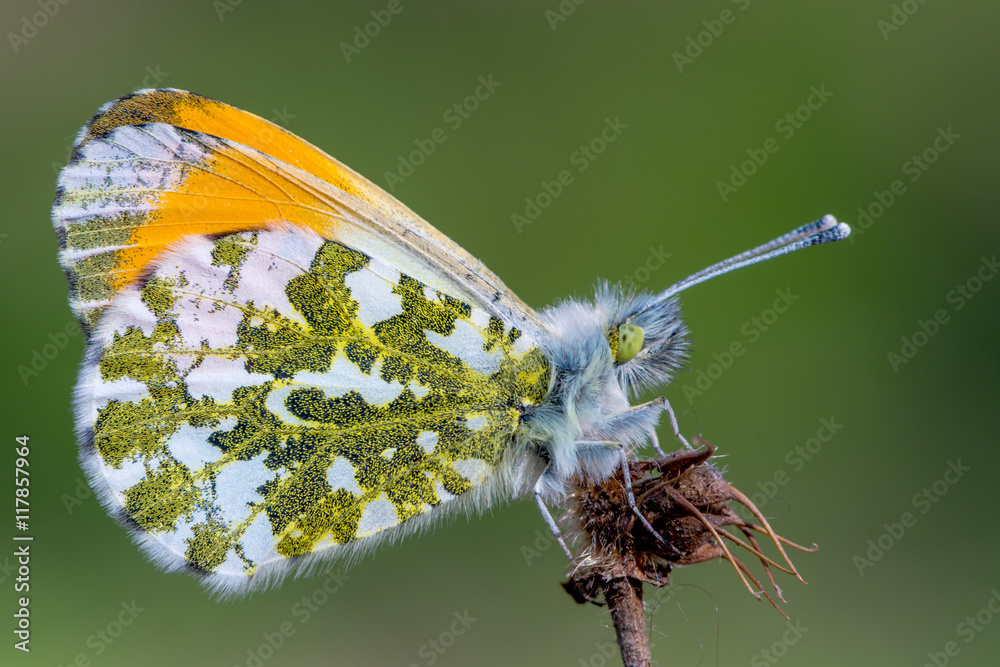 Fototapeta premium The orange tip (Anthocharis cardamines)