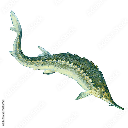 Sturgeon in the water.