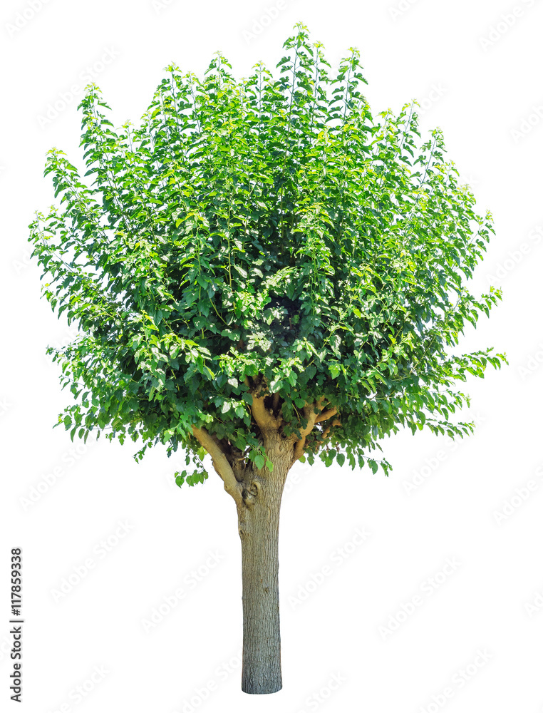 Naklejka premium Green summer tree isolated