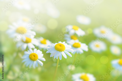 Natural bokeh background with daisy flowers