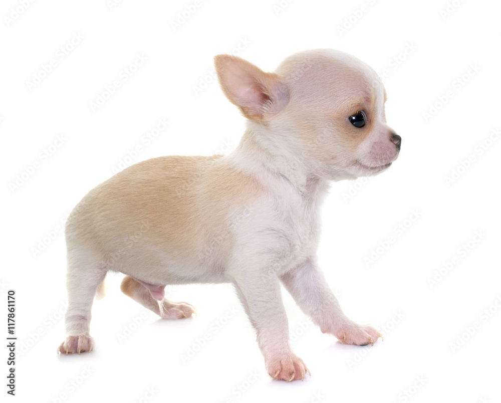 puppy chihuahua in studio puppy chihuahua in studio