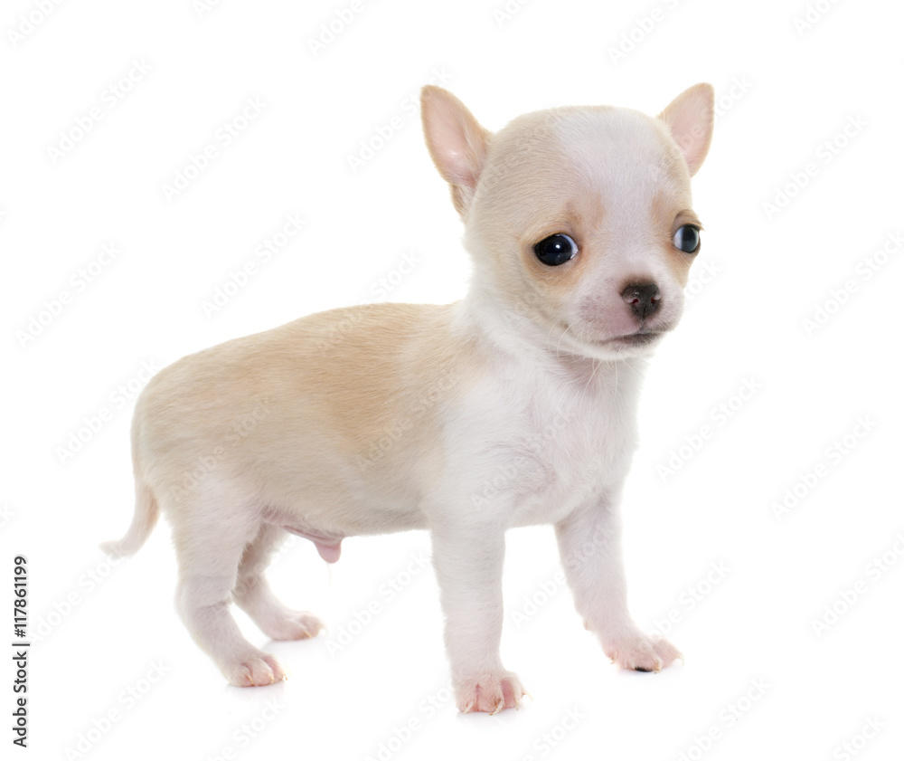 puppy chihuahua in studio puppy chihuahua in studio